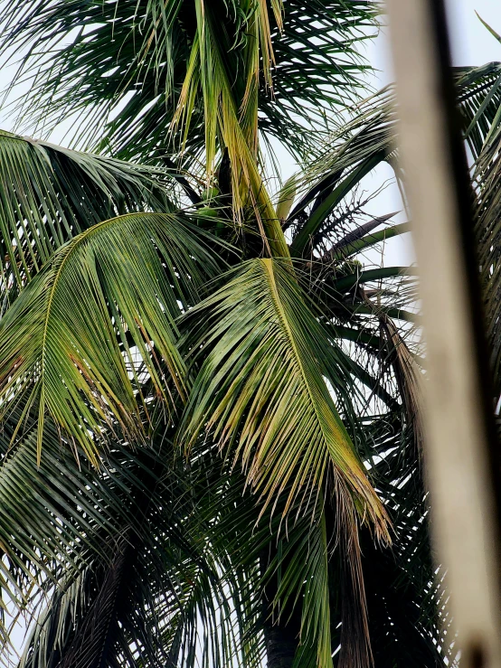 two birds are perched on the top of a coconut tree