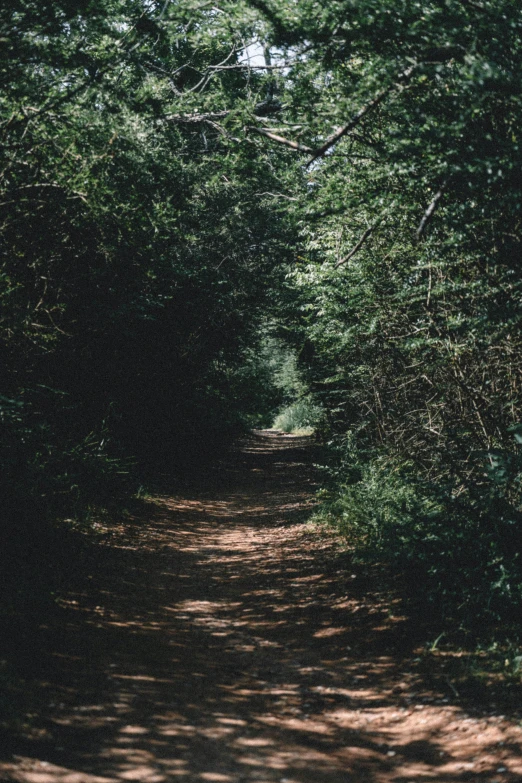 the path is made of trees and is surrounded by tall grass