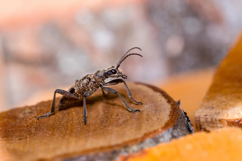 a bug walking on top of a wooden slice of bread