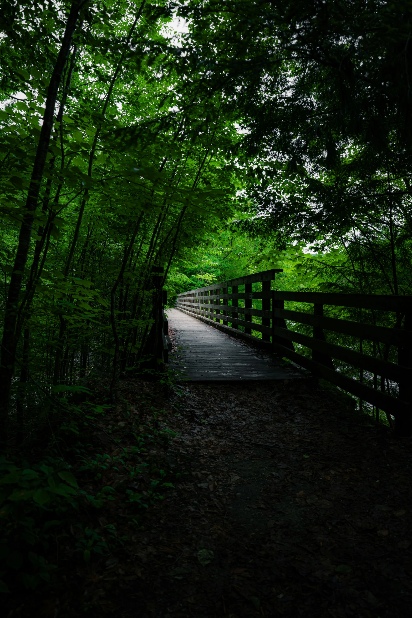 a long path that goes through a forest