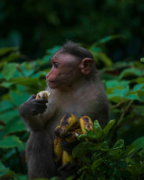 monkey with bananas in the jungle holding soing