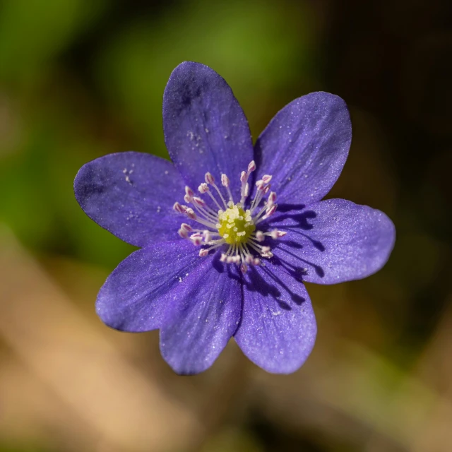 the small purple flower is growing in the field