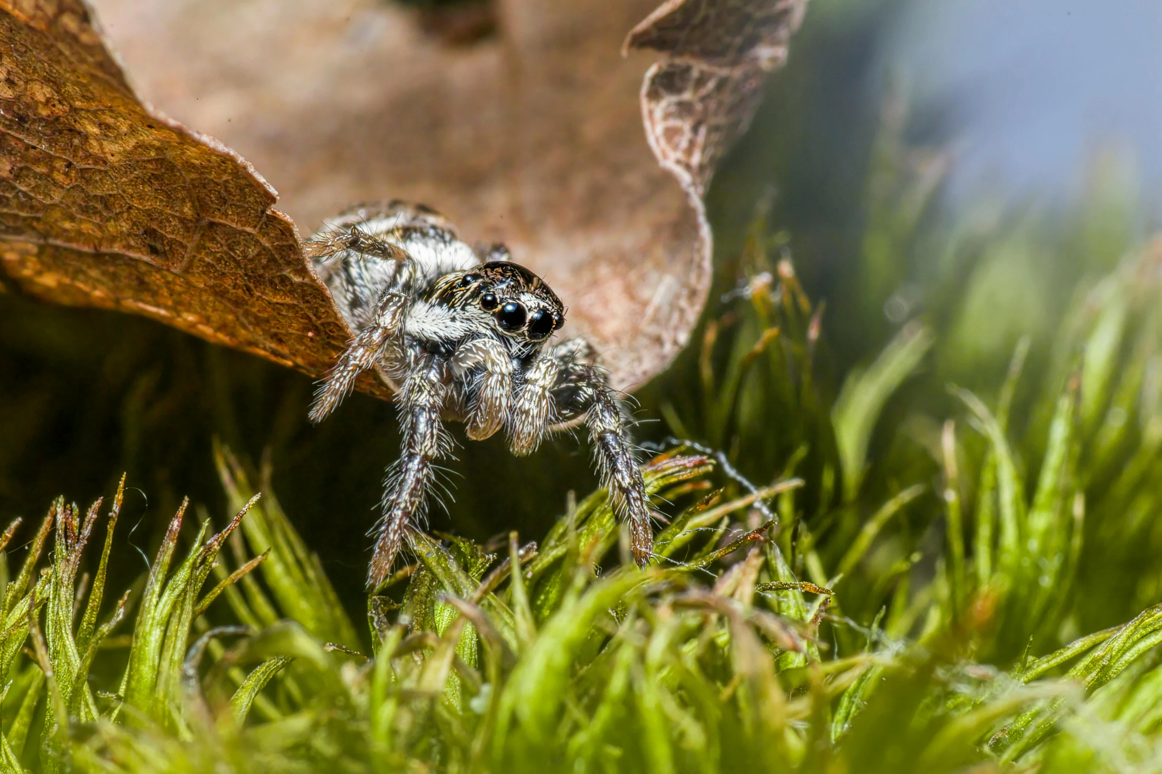 a spider crawling on some leaves in the grass