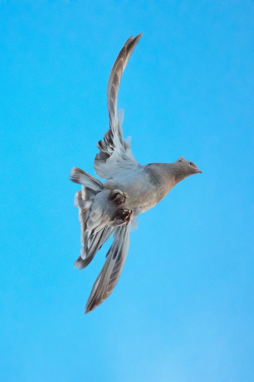 a single bird flying through a blue sky