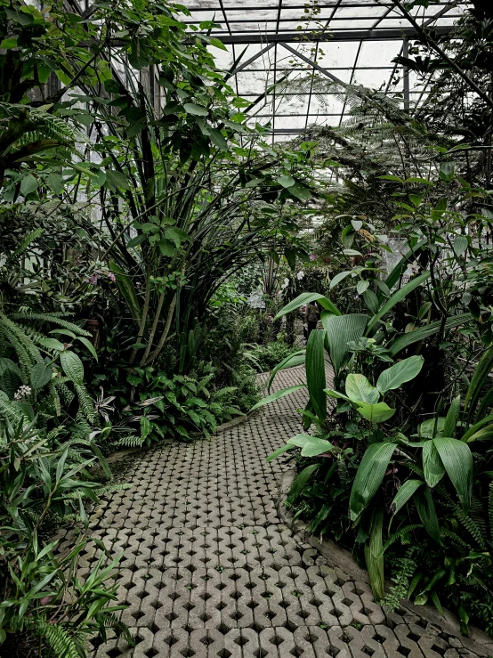 an indoor courtyard with various plants and stone walkway