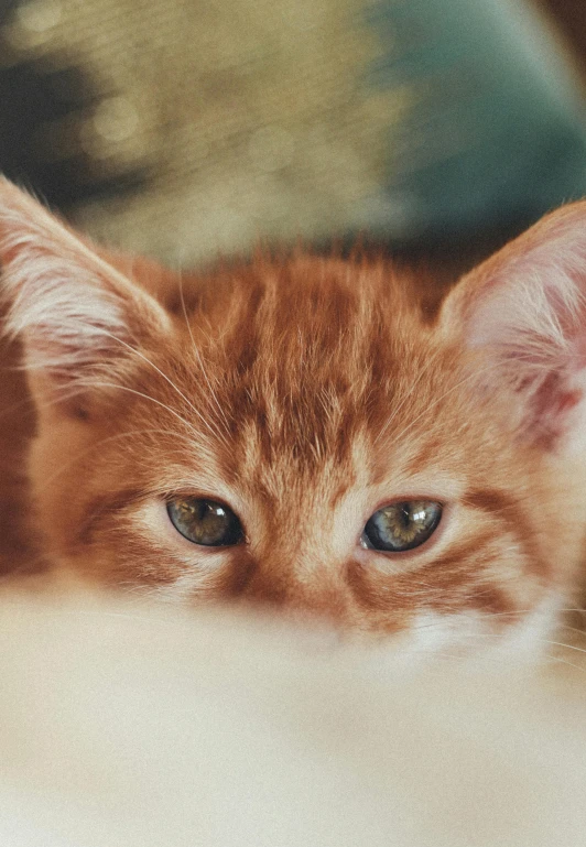 an orange cat sitting on top of a white couch