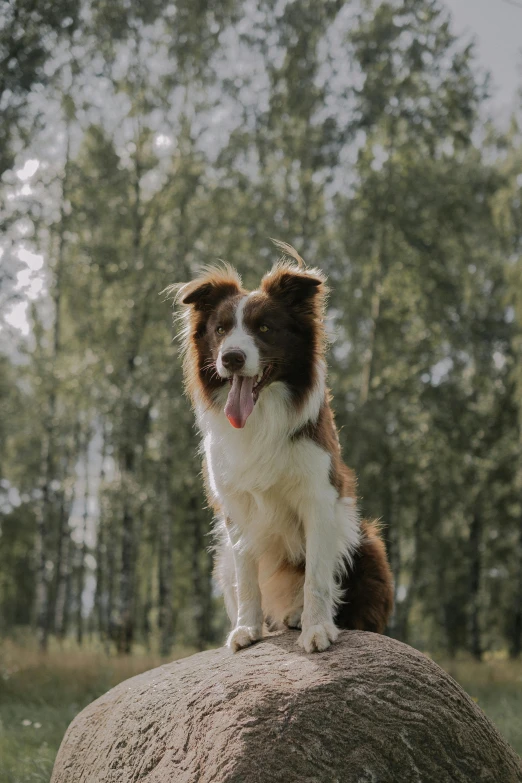 a dog with its tongue hanging out standing on a rock in the woods