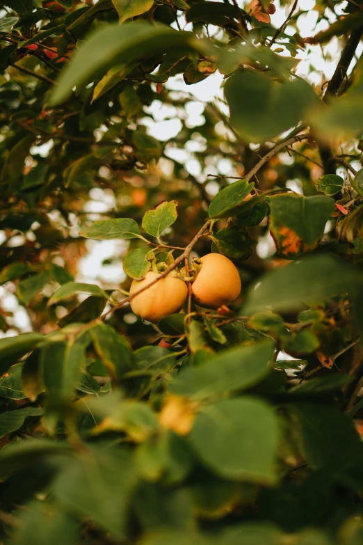 oranges grow in the trees with green leaves