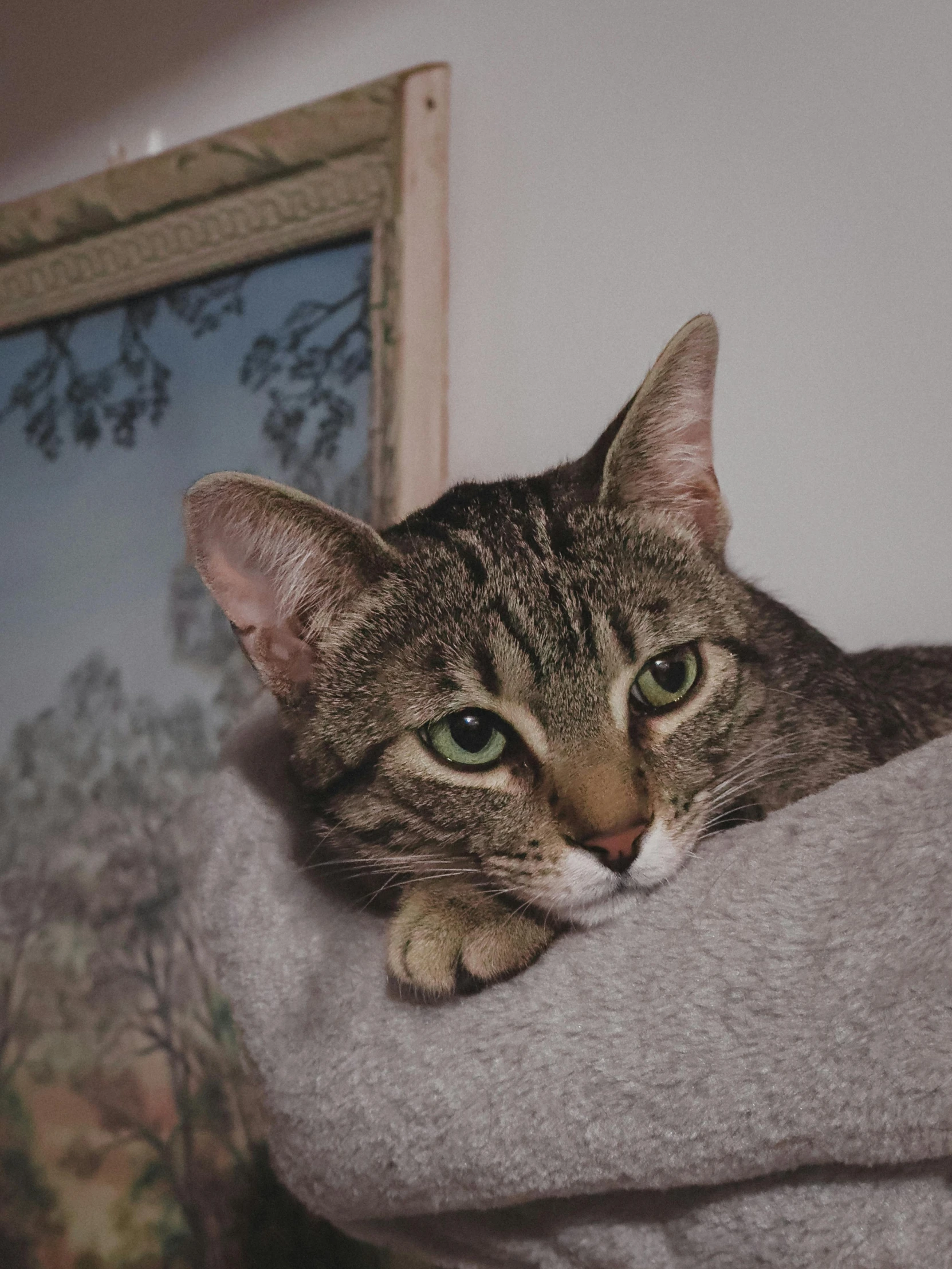 a cat with it's head on top of a pillow