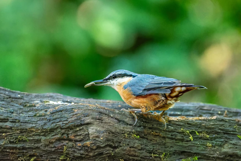 a small bird is perched on the nch