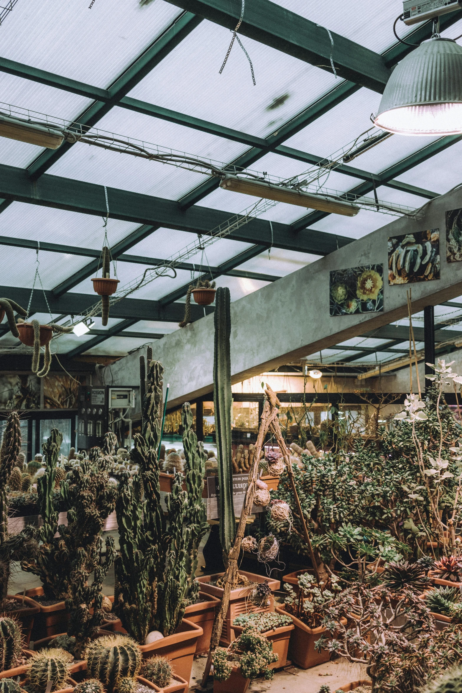 many cacti are on the shelves in a greenhouse