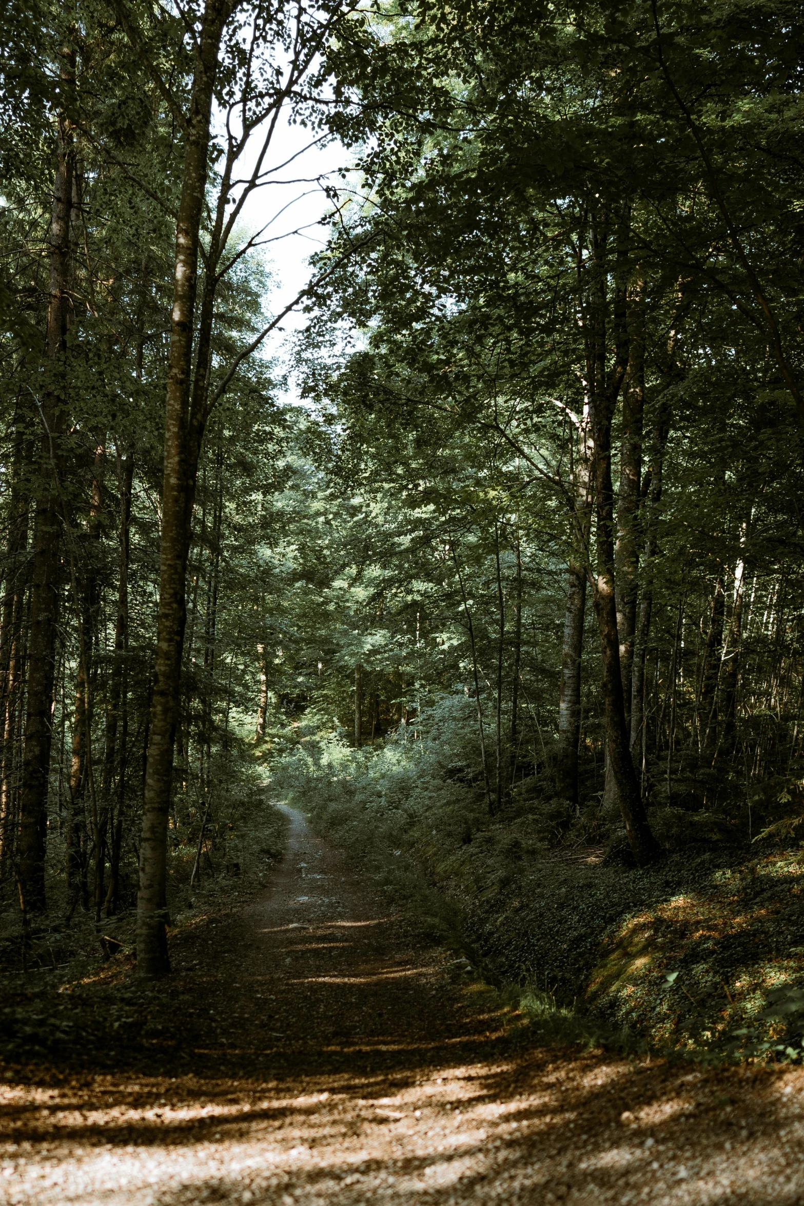 a dirt road with some trees on both sides