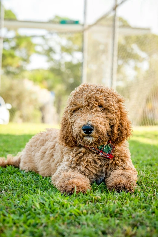 a close up of a brown dog sitting in grass