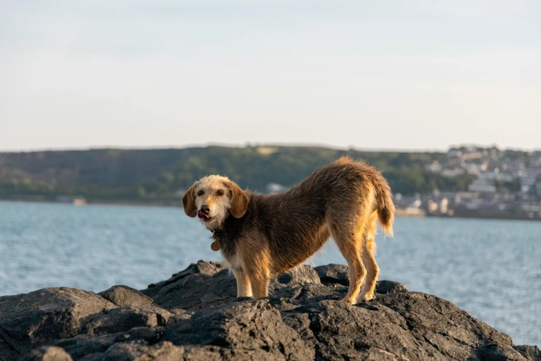 a brown dog stands on a rock in front of the water