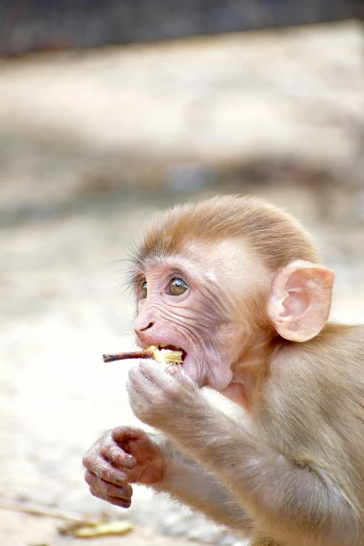 there is a small monkey eating food outside