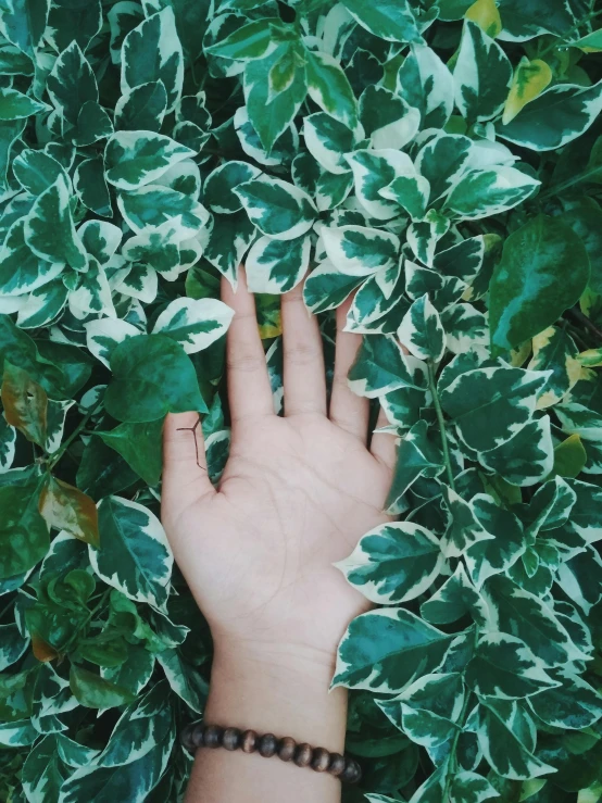 the person is reaching for the leaves with their hand