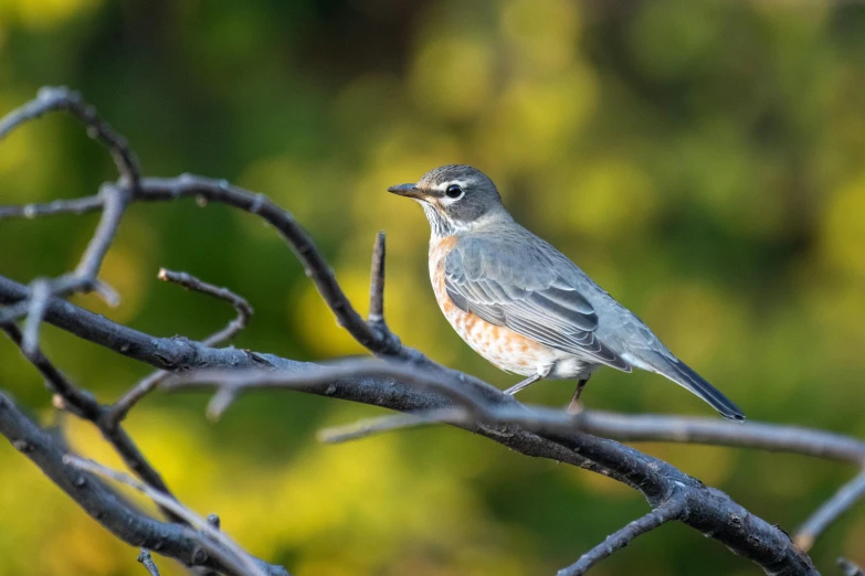 small gray and orange bird sitting on the nches of a tree