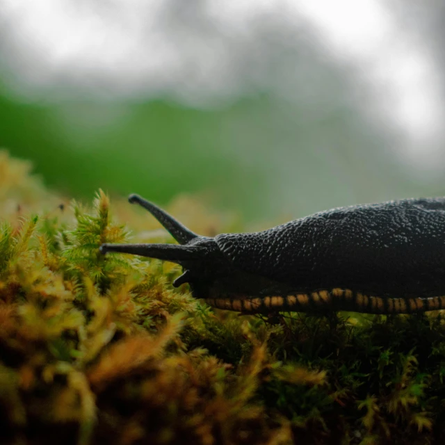 a small slug crawling on a bed of green moss