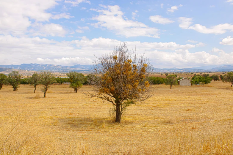 an orange tree in a dry grass field