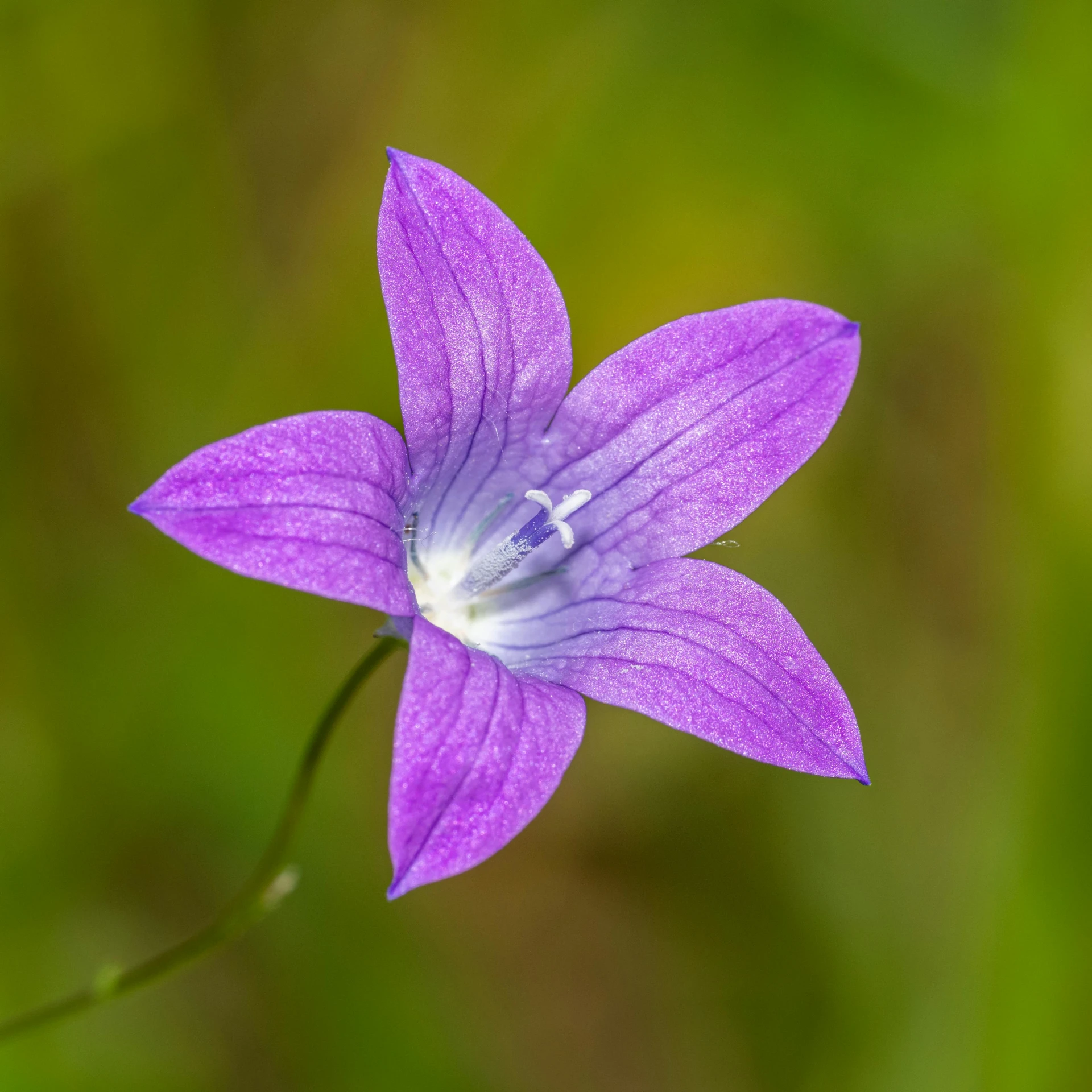 small purple flower blooming on the tip of a stem