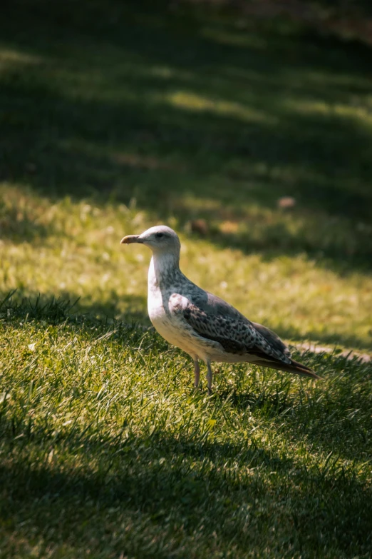 the bird is on the grass alone by himself