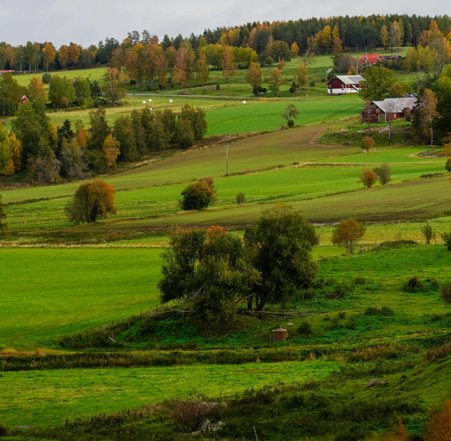 there are many trees on the mountains and fields