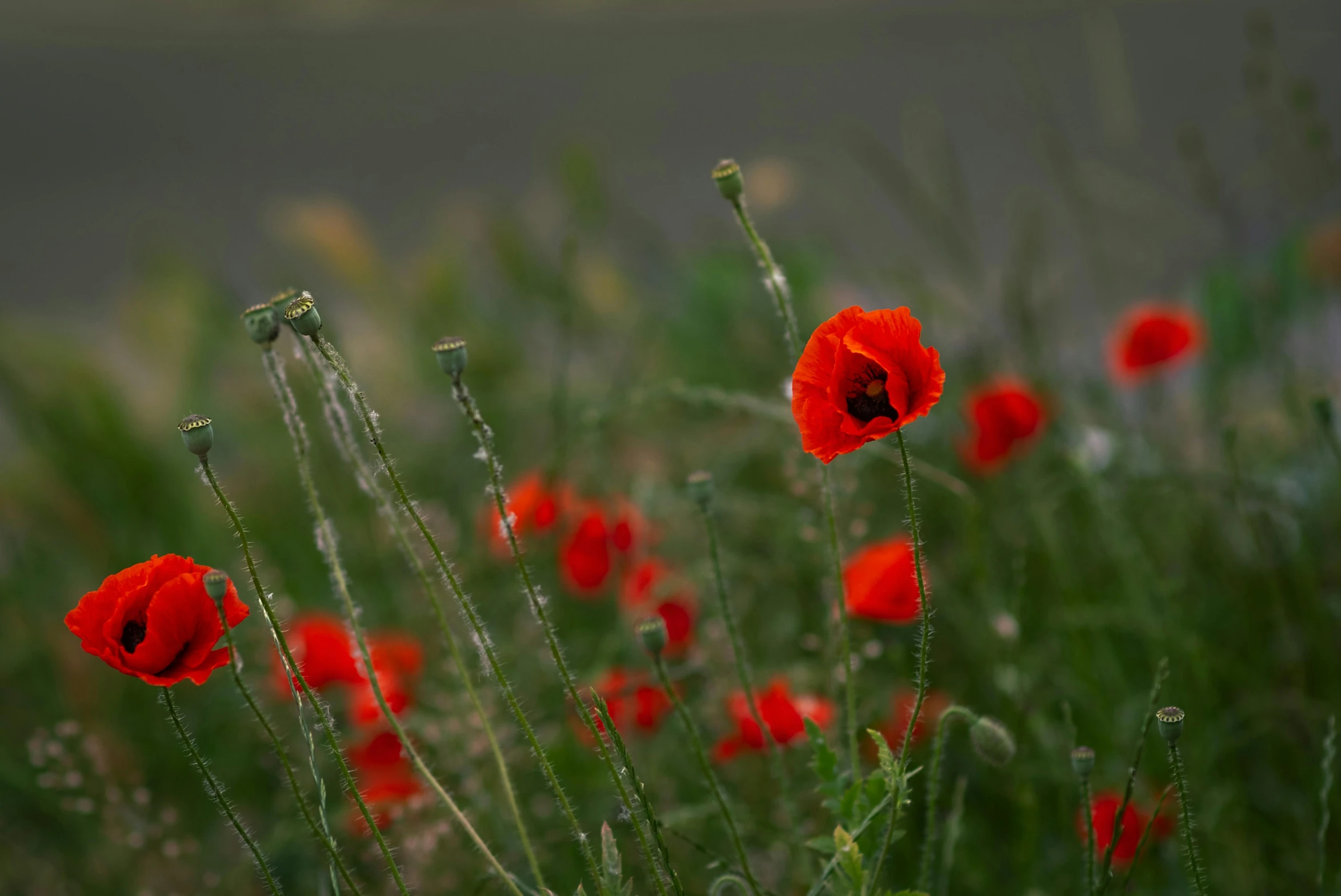 some very pretty red flowers by the grass