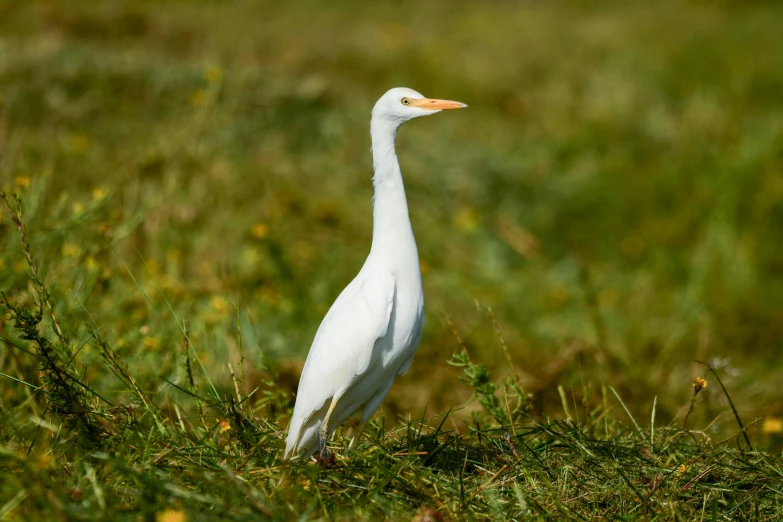 there is a white bird in the grass