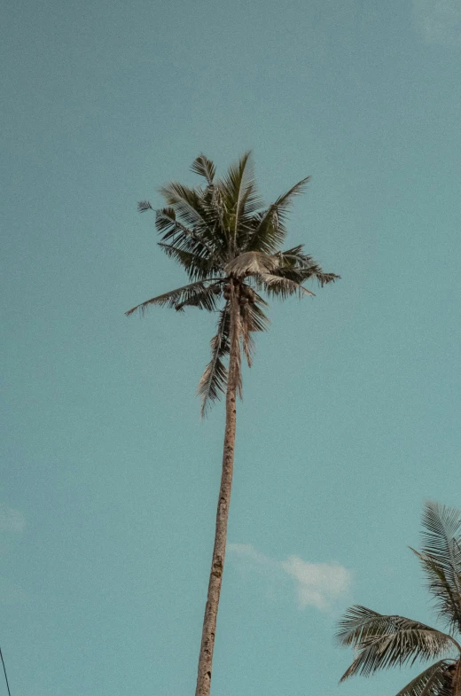 a palm tree on the side of a road