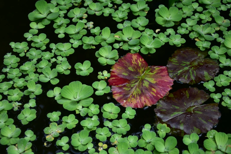 two plants that are floating in some water