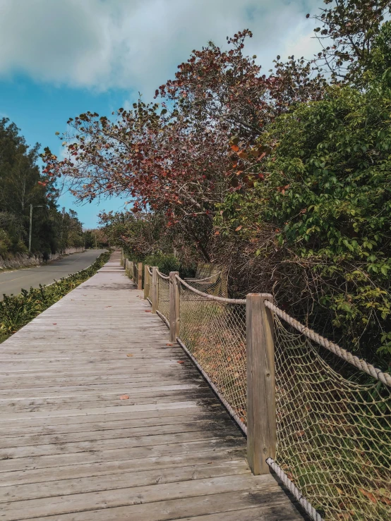 a walk way between trees and a roped off area