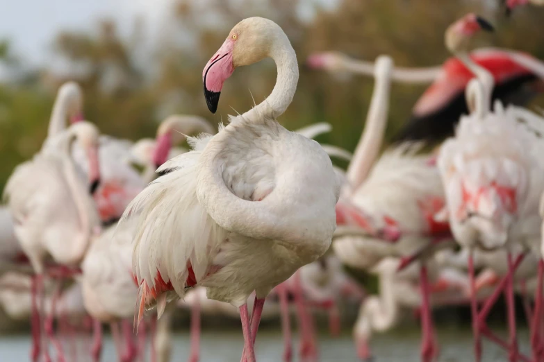 flamingos are swimming and standing together in the water