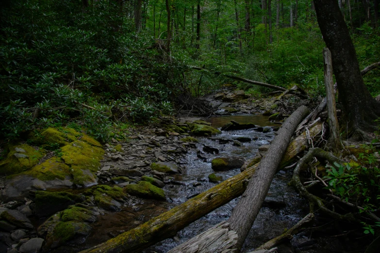 a stream running through a lush green forest