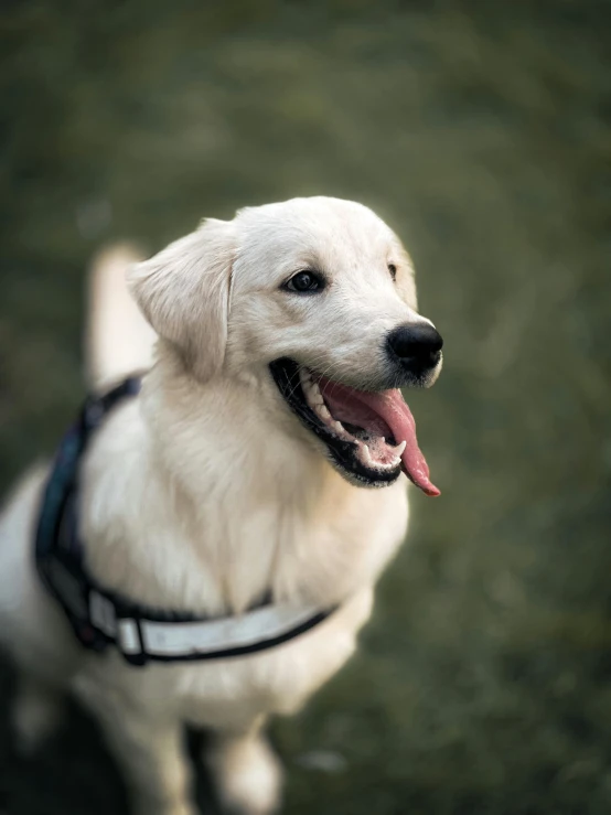 white dog with tongue out standing in grass