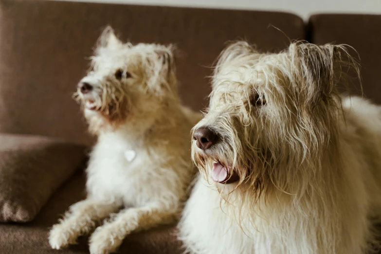 two fluffy, white dog sit on the couch and look at the camera