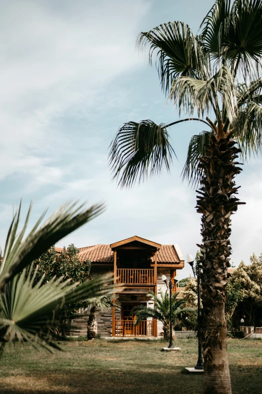 palm trees surround an old wooden building