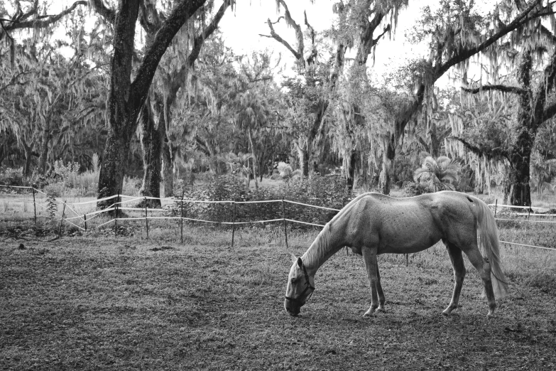 a horse grazing in a grassy field with trees in the background