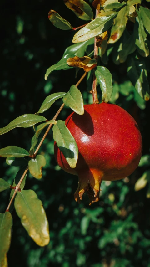 a pomegranate hangs on a tree in front of some leaves