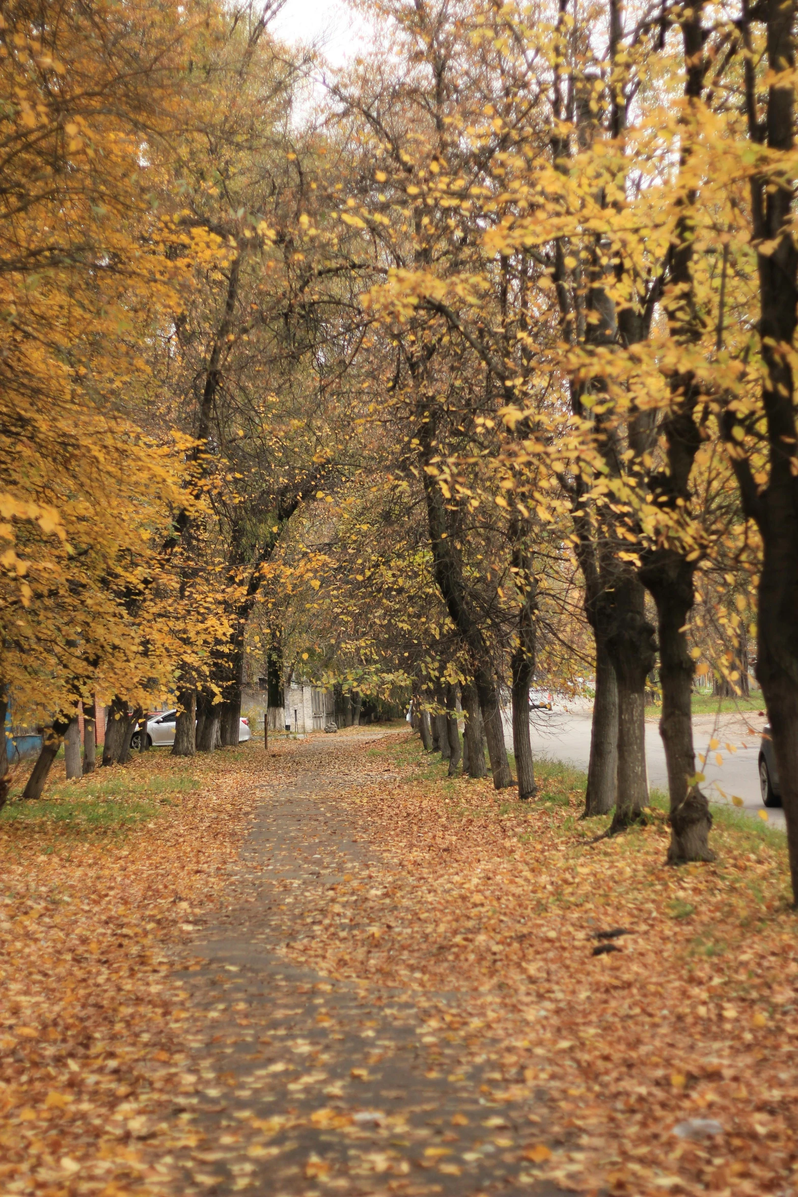 an autumn street lined with trees covered in leaves