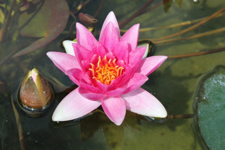 a pink lotus flower blooming out from the water