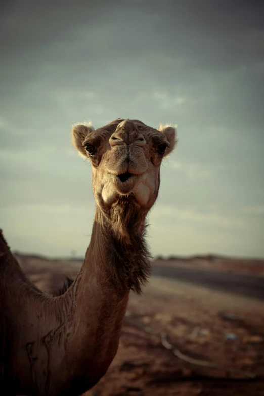 an adult camel with a very tall, brown hair