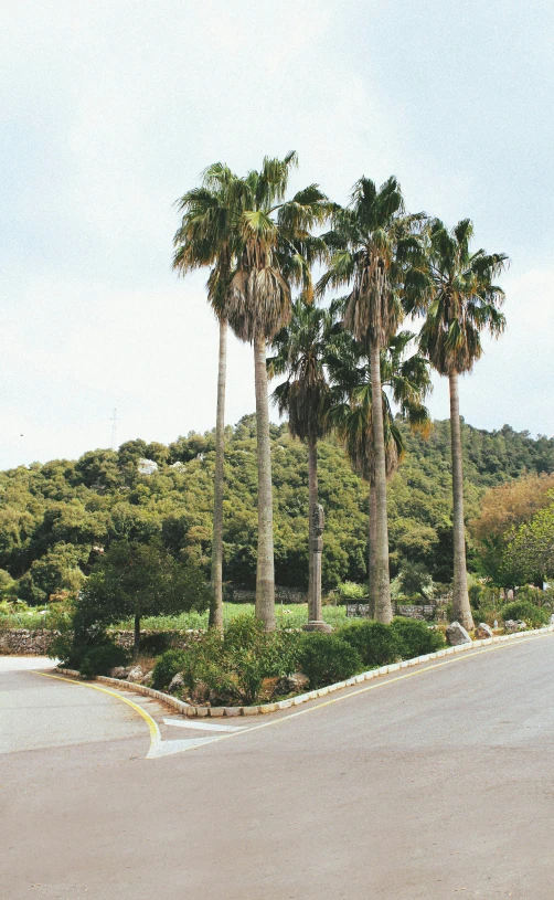 the view of a road with several palm trees