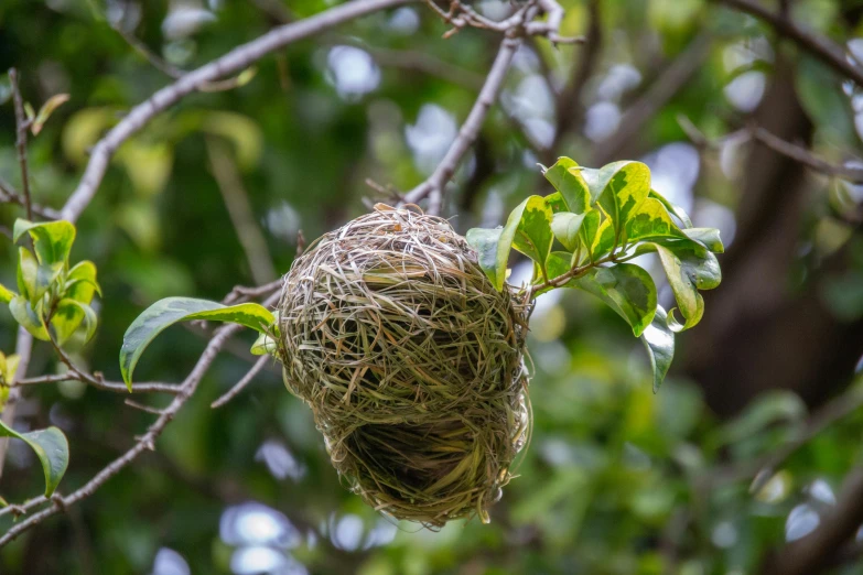 a bird nest hanging from a tree nch