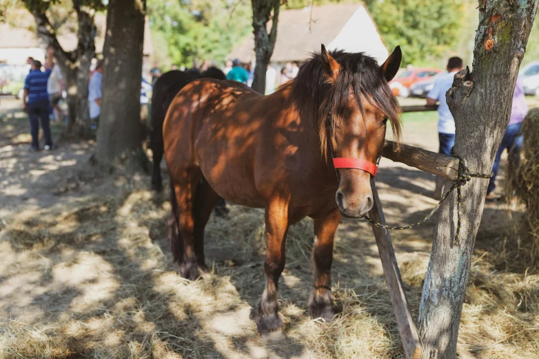 the horse is standing by the tree with its nose to it's 