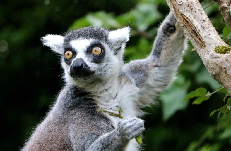 a lemur standing in a tree looking up at the camera