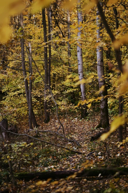 the woods are covered in autumn colored foliage