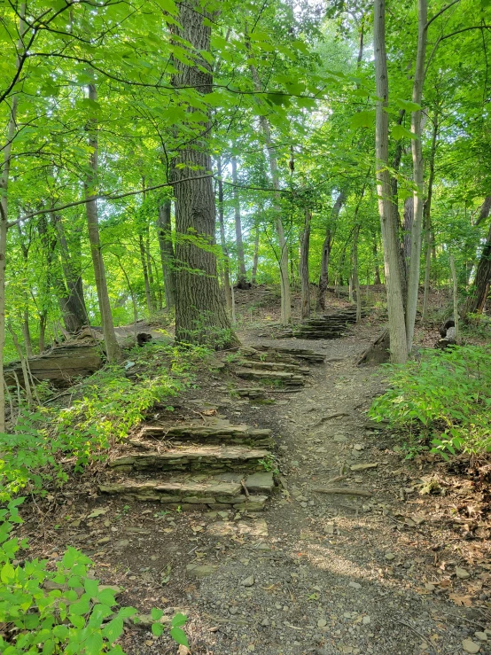 a pathway in the woods leads into a deep green forest