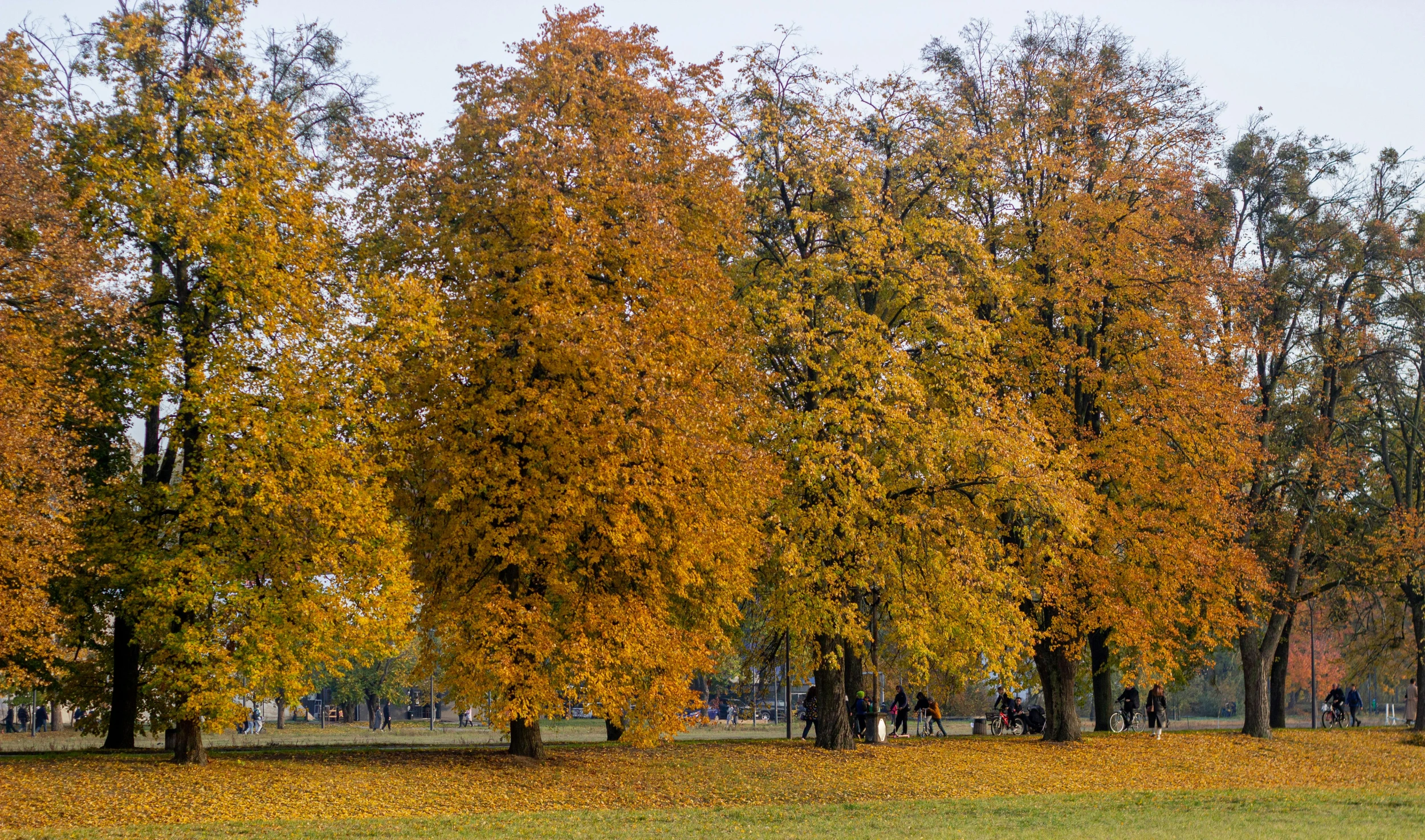 several trees in a park filled with yellow leaves