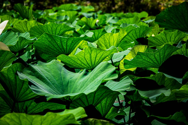 lots of green leaves and other plants with water on them