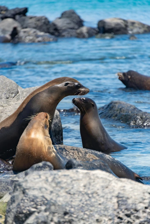 a seal laying in the water by some rocks